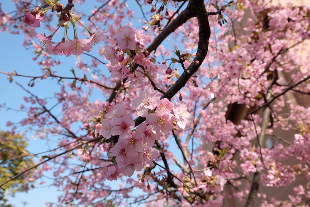  Sakura  di  Februari Ternyata Ada Shintaries